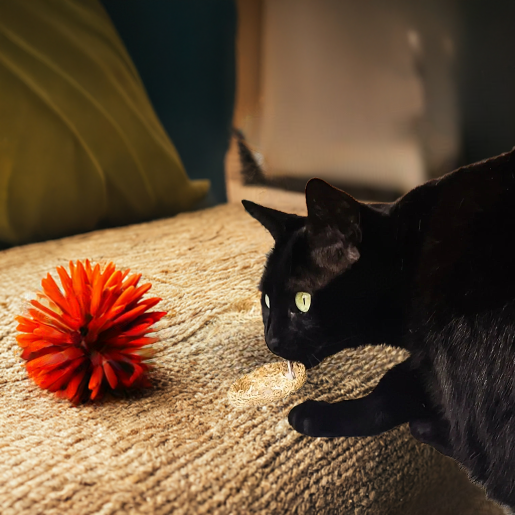 🐱 Laura Spluf: Cat Wheel - Gioco Dental Stick per Gatti 🐱