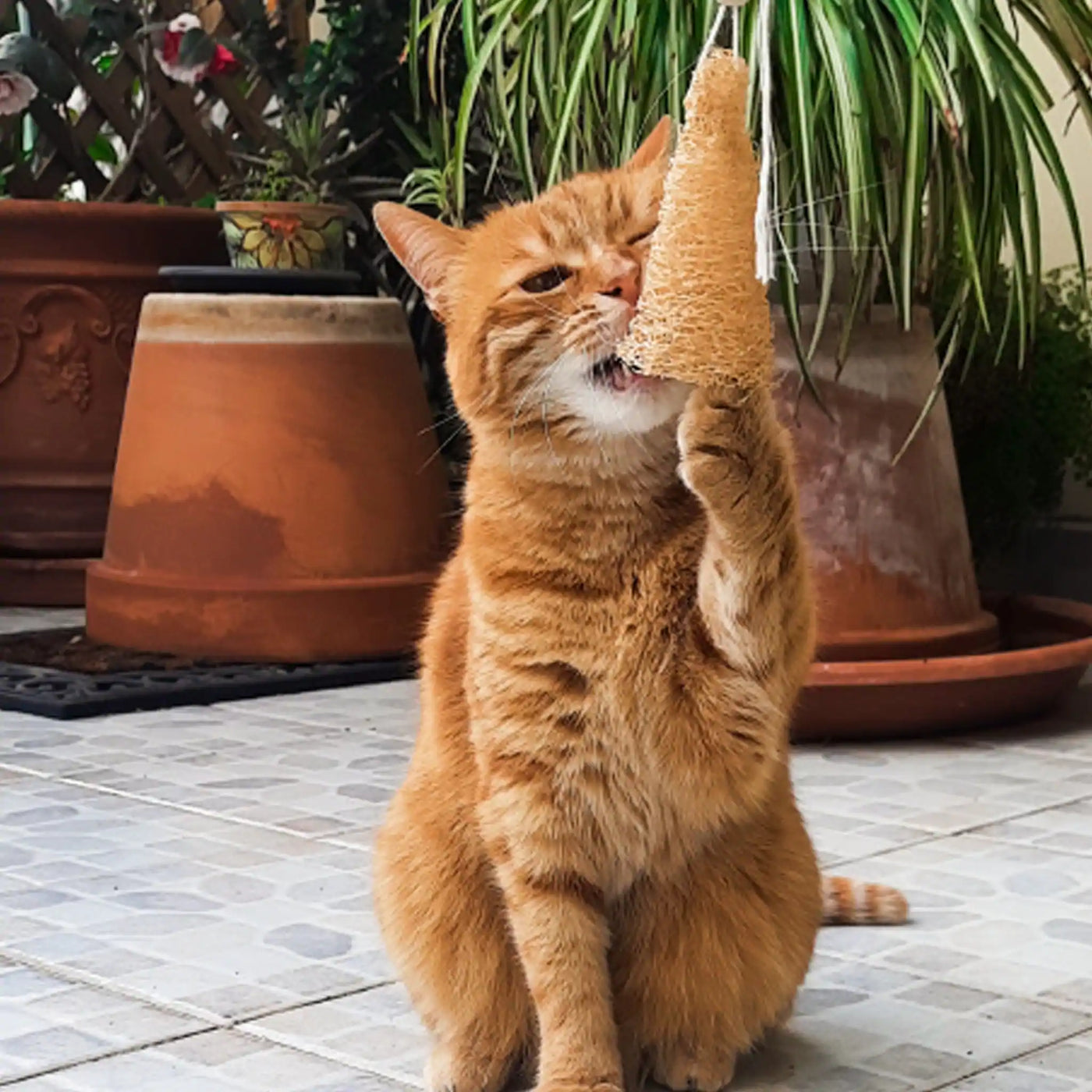 🐾 Laura Spluf: Topo in Luffa - Dental Stick / Gioco per Gatti 🐾