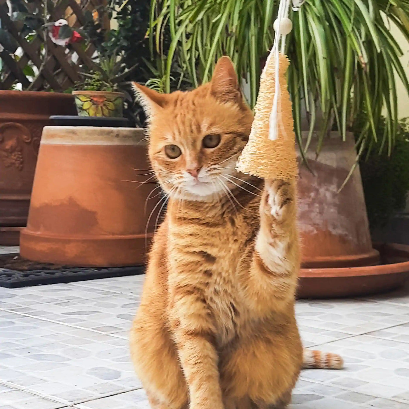 Topo in Luffa - Gioco in Azione  Gatto che gioca con il topo in luffa Promuove l'igiene dentale e il benessere del gatto Gioco naturale e attraente per i felini Prodotto di alta qualità, 100% naturale